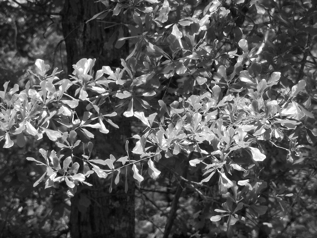 Young oak leaves... by marlboromaam