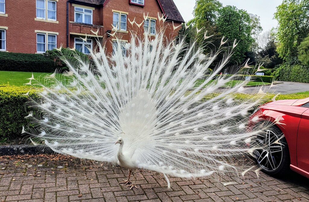 White peacock by boxplayer