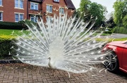 2nd May 2023 - White peacock