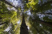 20th Apr 2023 - Looking Up in the Redwoods 