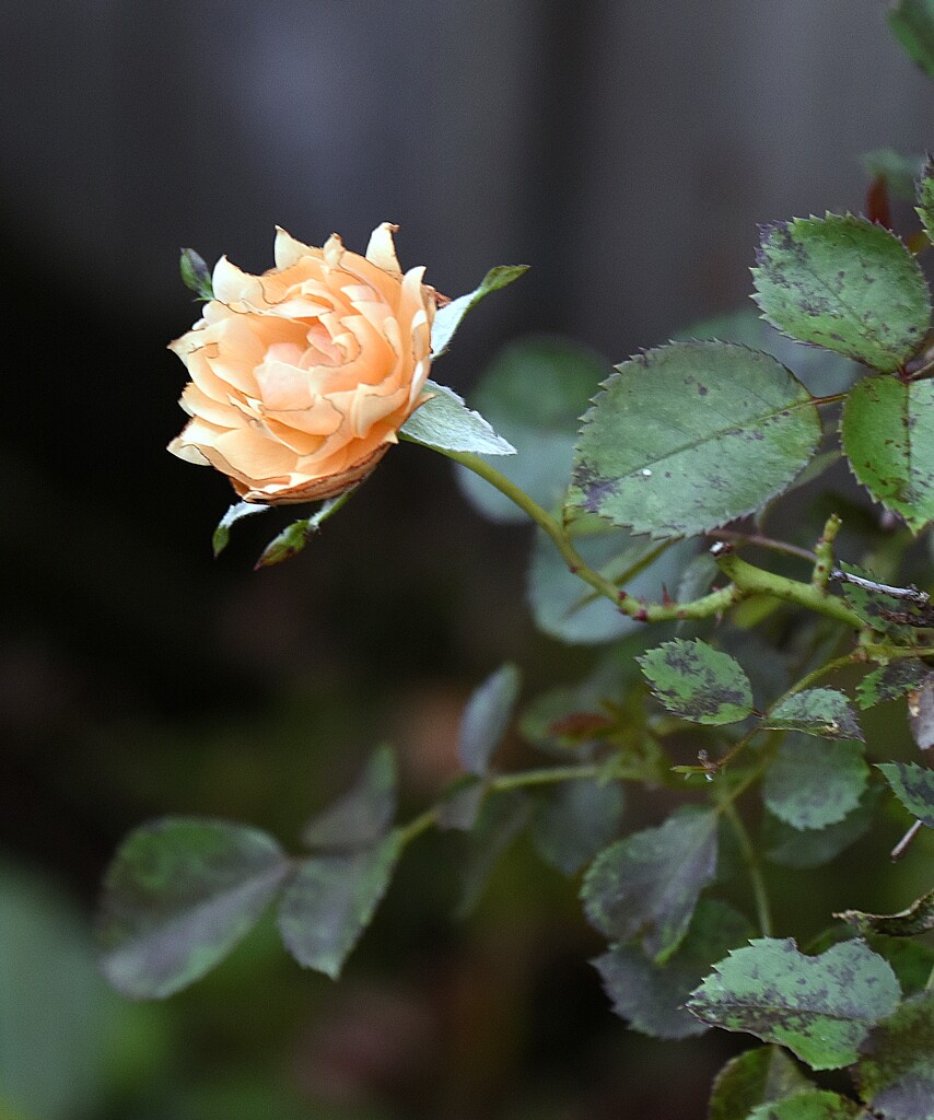 Waipuna rose by sandradavies