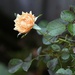 Waipuna rose by sandradavies
