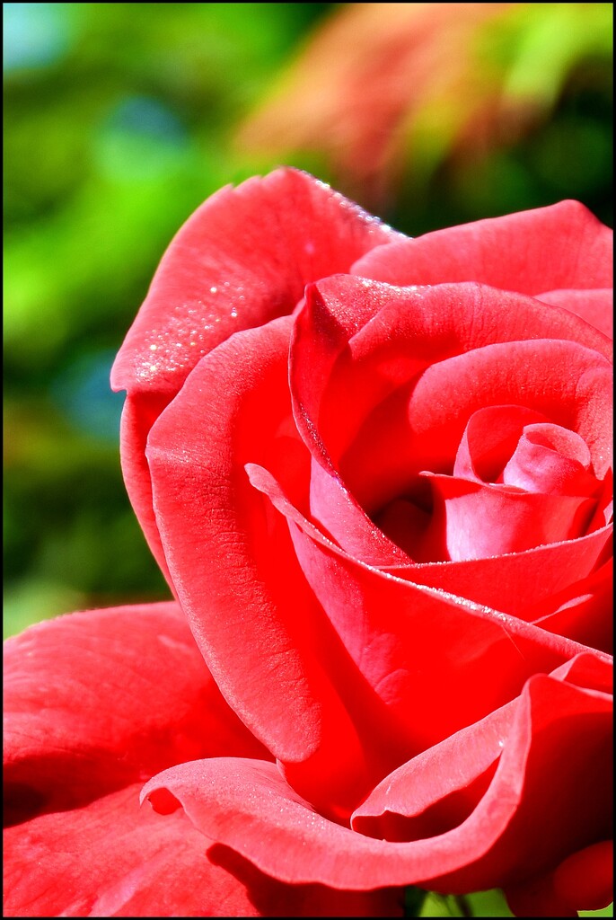 A rose by sandradavies