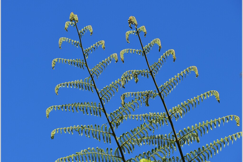 Ferns by sandradavies