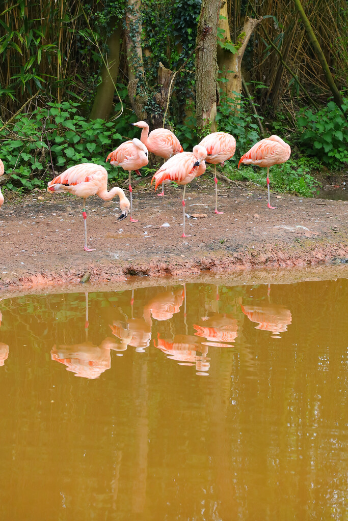 Flamingos at Twycross Zoo........746 by neil_ge