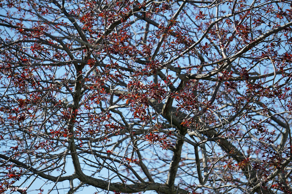 Crabapple tree by larrysphotos