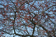 2nd May 2023 - Crabapple tree