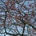 Crabapple tree by larrysphotos