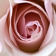 2nd May 2023 - Rose 🌹 