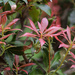 More Pieris leaves by mittens