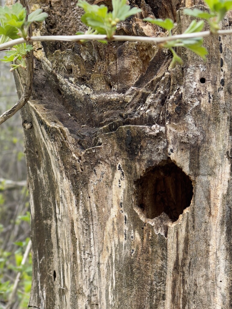 Tree trunk nest by eahopp