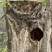 Tree trunk nest by eahopp