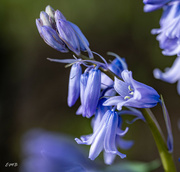 2nd May 2023 - Blue Bells