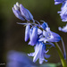 Blue Bells by theredcamera