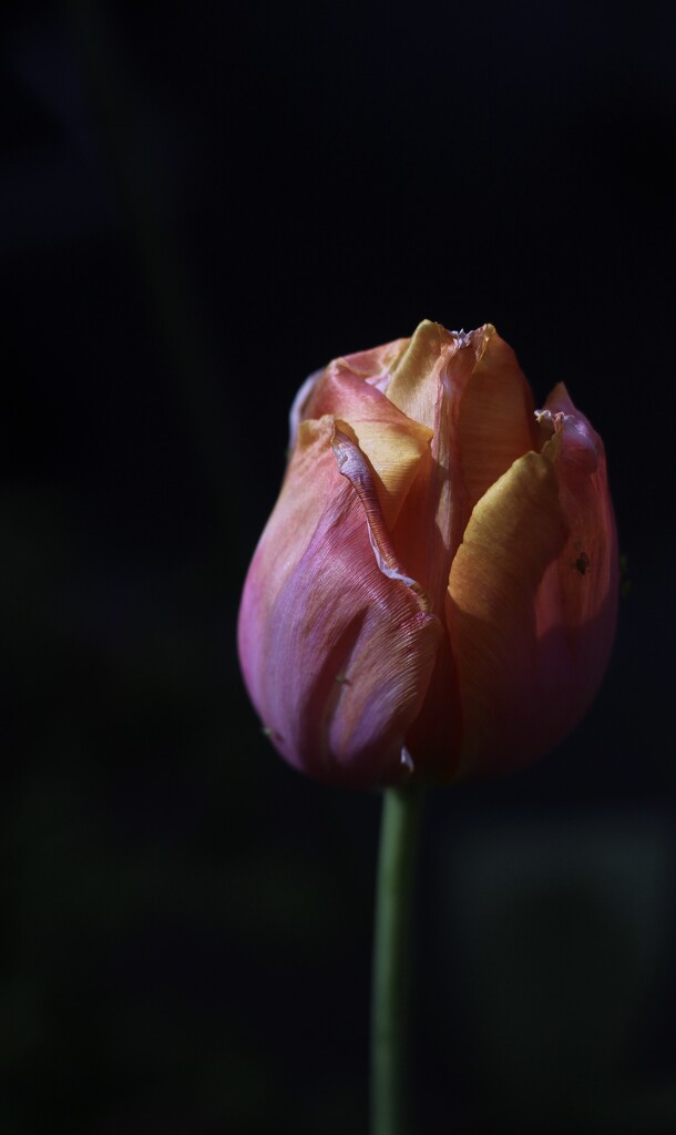 Portrait Of A Tulip by sakkasie