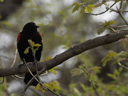 28th Apr 2023 - red-winged blackbird