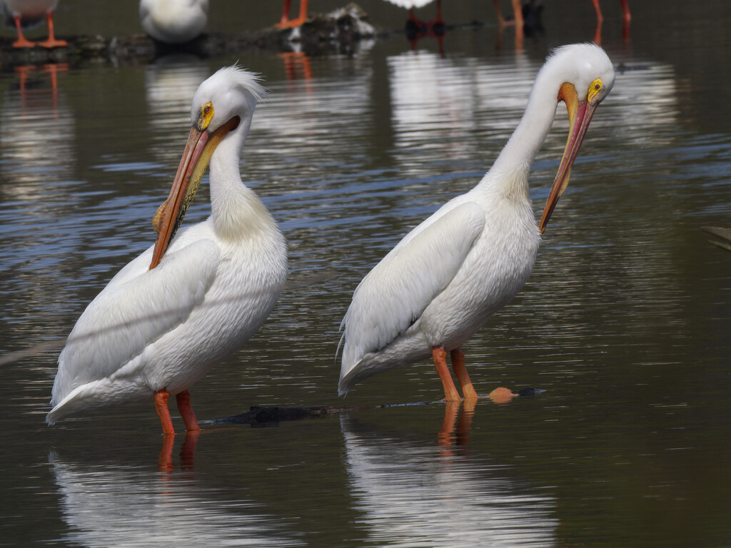 american white pelicans_DxO by rminer