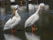 28th Apr 2023 - american white pelicans_DxO
