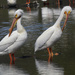 american white pelicans_DxO by rminer
