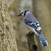 blue jay by rminer