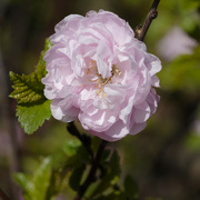 26th Apr 2023 - flower blossom