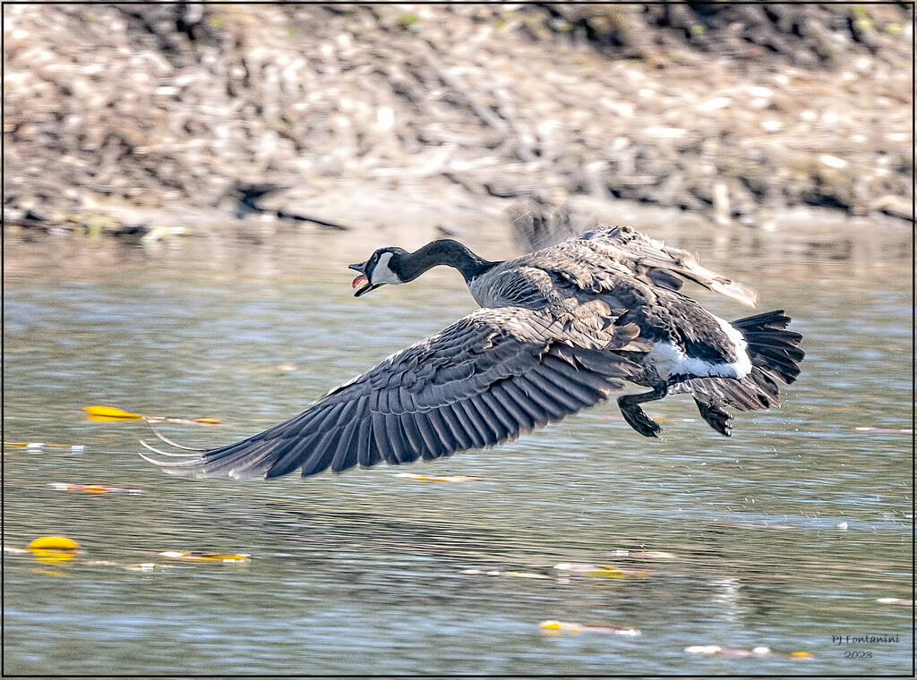 Wild Goose Chase by bluemoon