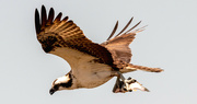 2nd May 2023 - The Osprey Had a Successful Dive!