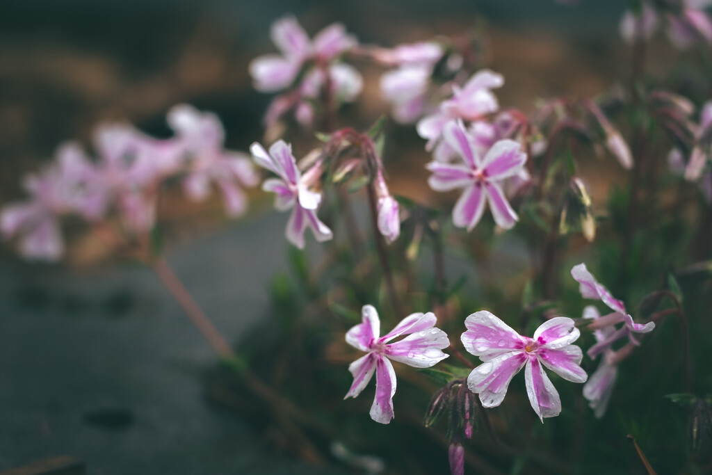 some phlox in the rain by jackies365