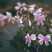 some phlox in the rain by jackies365