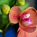 New Orchid bloom by sandlily