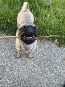1st May 2023 - Olive found a stick