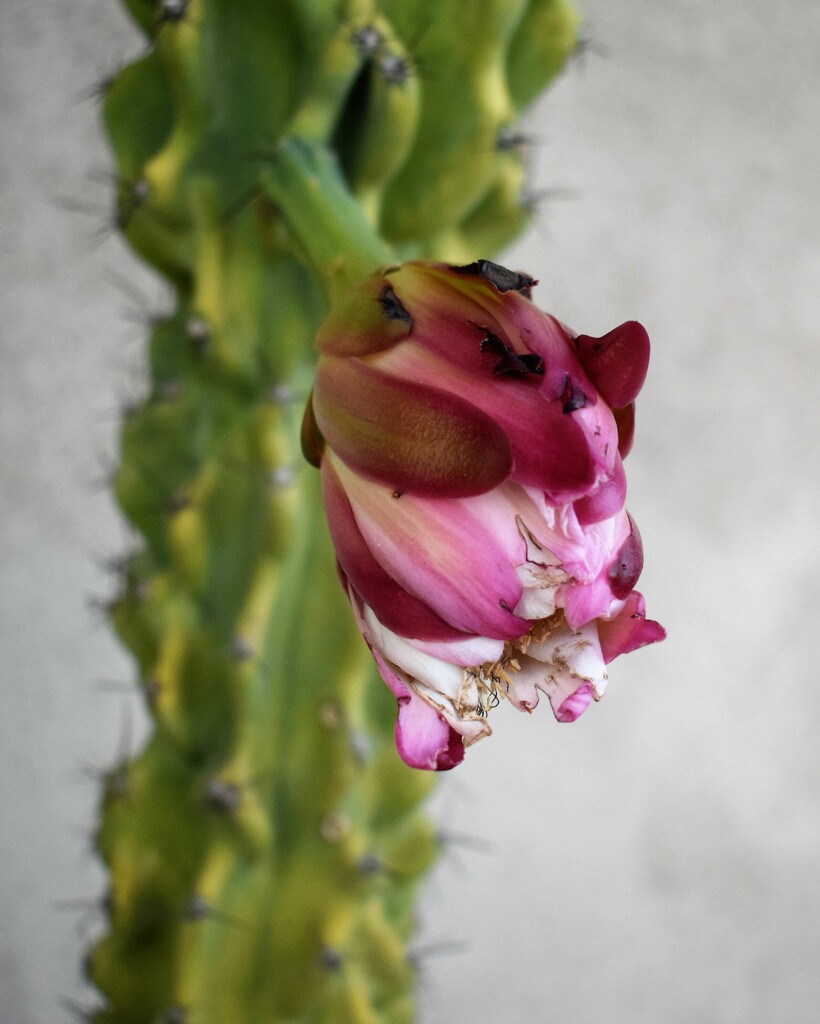 San Pedro Cactus  flowerbud by sandlily
