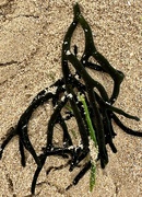 6th Apr 2023 - A seaweed spider