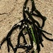 A seaweed spider by deidre