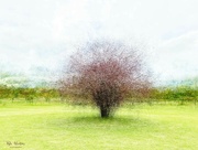 3rd May 2023 - Autumn tree 1