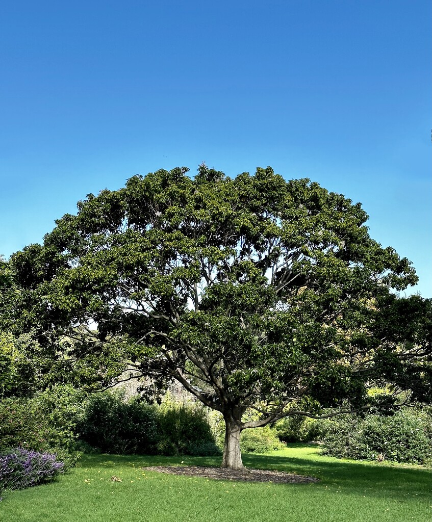 A grand old tree! by deidre