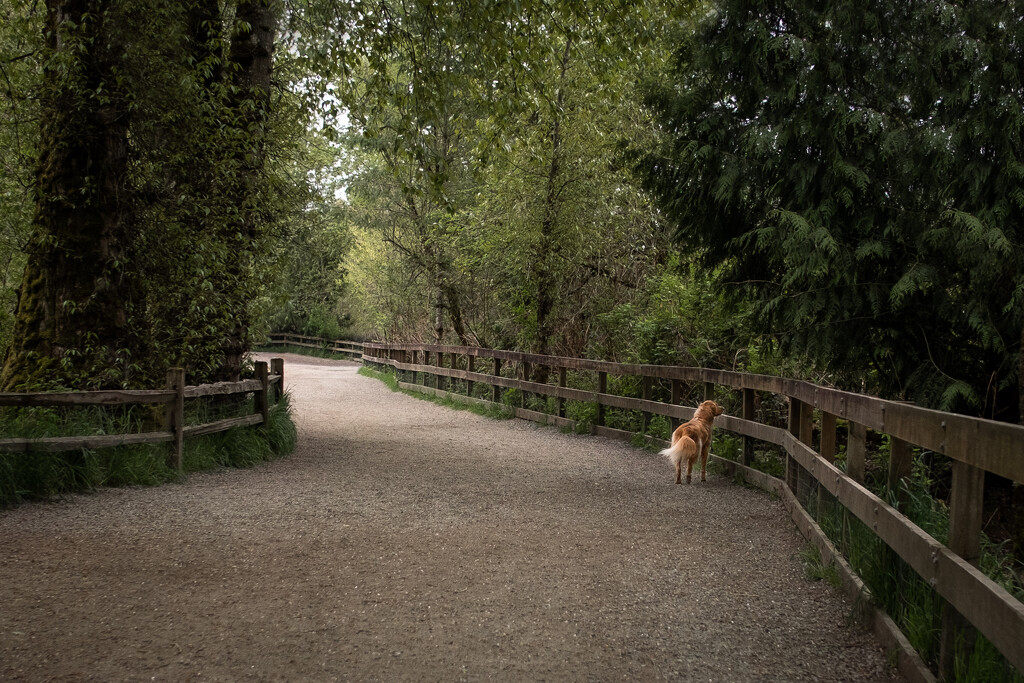 The Dog Park by tina_mac