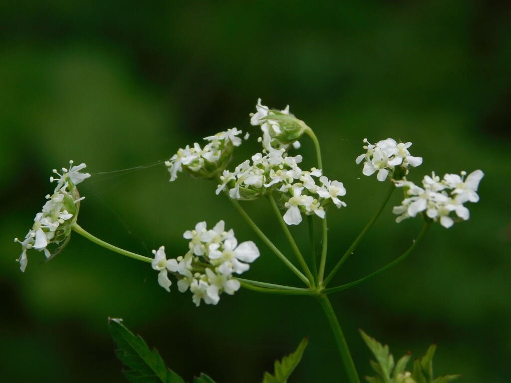 Cow parsley by 365anne