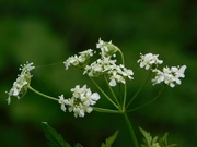 3rd May 2023 - Cow parsley