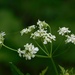 Cow parsley by 365anne
