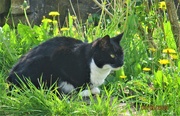 3rd May 2023 - Watchful cat. In the dandelions beside the canal.