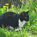 Watchful cat. In the dandelions beside the canal. by grace55