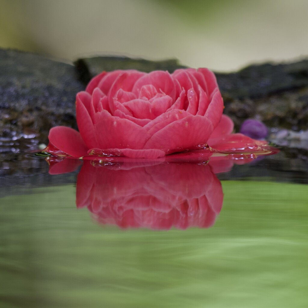 Floating Camellia  P4305354 by merrelyn
