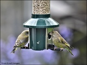 3rd May 2023 - greenfinches