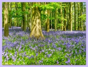 3rd May 2023 - Bluebell Time,Coton Manor Gardens