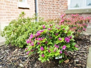 3rd May 2023 - The Azaleas are coming to life