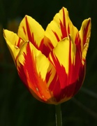 3rd May 2023 - Red and Yellow Tulip