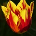 Red and Yellow Tulip by fishers