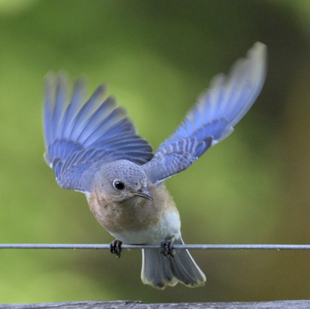 Female Bluebird by kathyladley