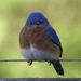 Bluebird by kathyladley